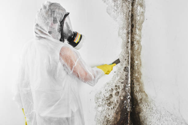 Best Environmental Consulting for Mold Prevention  in Truckee, CA